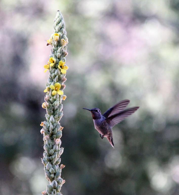 Red Tail Ranch Bed & Breakfast Groveland Bagian luar foto