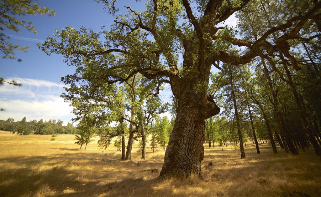 Red Tail Ranch Bed & Breakfast Groveland Bagian luar foto