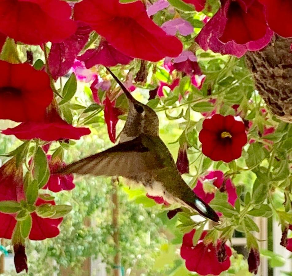 Red Tail Ranch Bed & Breakfast Groveland Bagian luar foto